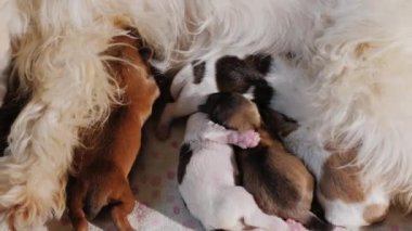 Küçük yavru bir grup beyaz köpek anne sütünden yiyor