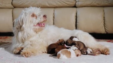 Yerli beyaz bir köpek yavruları beslenir. Kanepenin yanındaki oturma odasında yatıyor