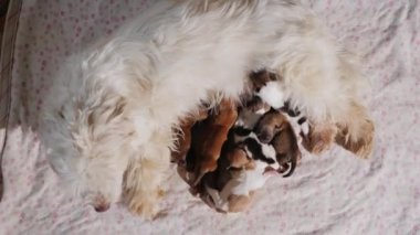 Beyaz köpek yavruları beslenir. Kanepenin yanındaki oturma odasında yatıyor