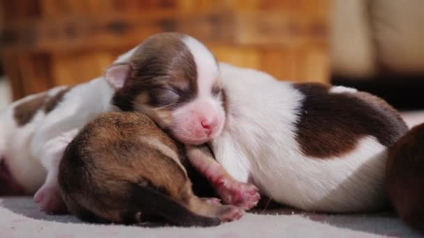 Funny newborn puppies are pressed against each other — Stock Video