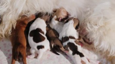 Bir beyaz köpek anne sütünden birkaç yeni doğan yavru yemek