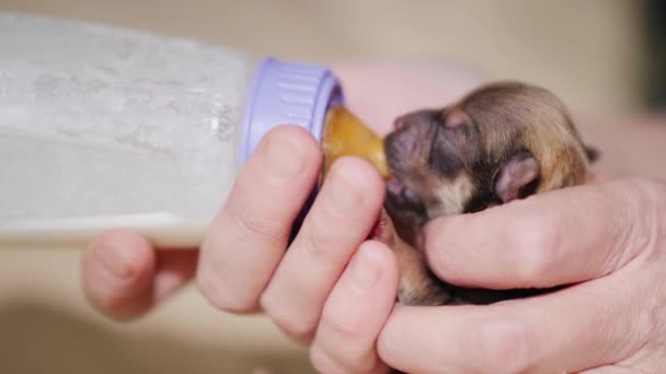 Een bruinharige pasgeboren pup wordt gevoed uit een fles. — Stockvideo