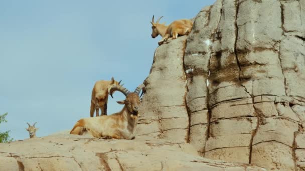 Семья горных коз покоится на скале — стоковое видео