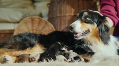 Sahibi yavruları beslenir, köpeği sıvazlar. Favori evcil hayvan ve onun çoluk çocuk