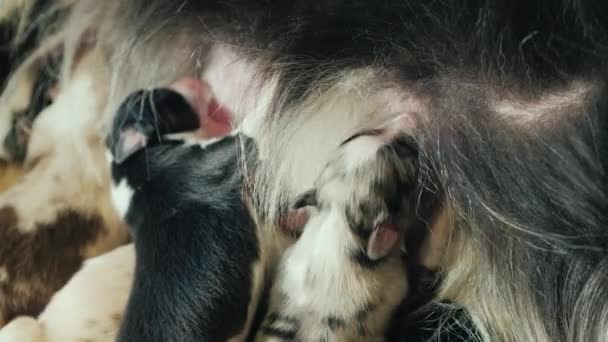 Australische herder pups zuigen moeders melk — Stockvideo