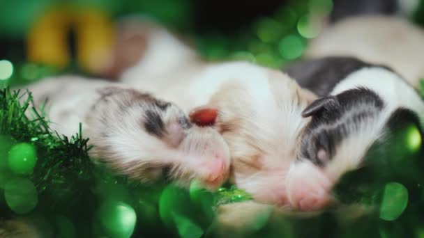Tres cachorros recién nacidos duermen en una guirnalda verde. Decoración para el Año Nuevo o Día de San Patricio — Vídeos de Stock