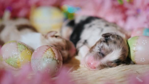 Egy újszülött kiskutyát fekszik közelében a díszek, húsvéti — Stock videók