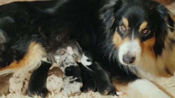 Shepherd with pups angrily looks at the camera. Instinct to protect offspring — Stock Video