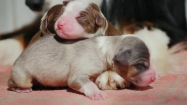 Birkaç yeni doğan yavru bir köpek anne ayaklarına. Savunmasız ve güzel