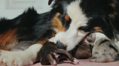 Sevecen bir çoban yeni doğmuş bir köpek yavrusu için umurunda değil. Şirin video hayvanlarla