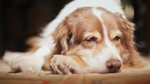 Um retrato do cão pastor australiano. Deita-se no tapete, aquece-se nos raios do sol da primavera — Vídeo de Stock