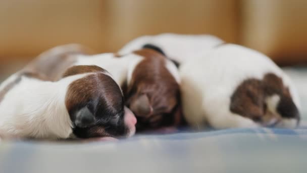 Lovely helpless puppies, videos with shallow depth of field — Stock Video