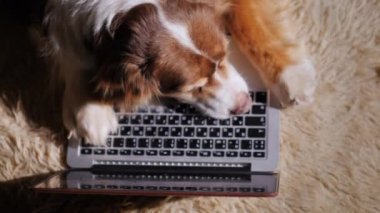 Köpek üstünde belgili tanımlık laptop klavye pinekleme. Kavram - çok fazla iş. Üstten Görünüm