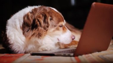 Köpek haber üstünde belgili tanımlık laptop perde okur. Komik hayvanlar kavramı