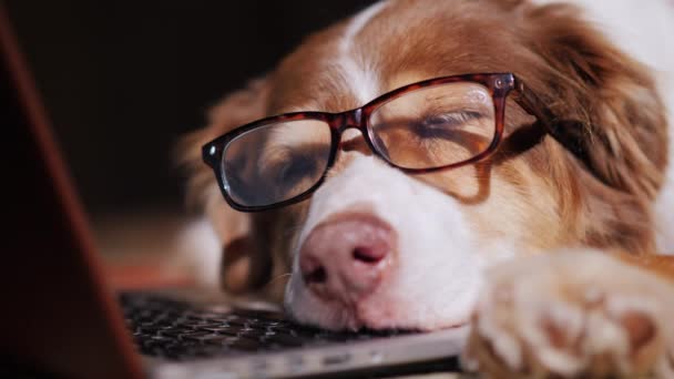 Un chien à lunettes dort près d'un ordinateur portable. Concept de surcharge au travail — Video