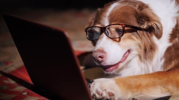 Ein seriöser Hundeunternehmer, der mit einem Laptop arbeitet. Lustiges Tierkonzept — Stockvideo