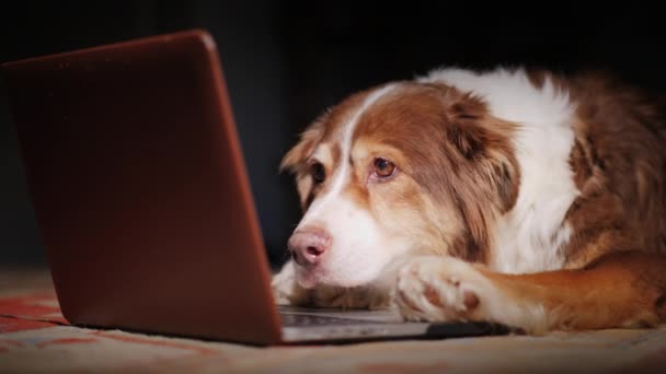 The dog reads the news on the laptop screen. Funny animals concept — Stock Video