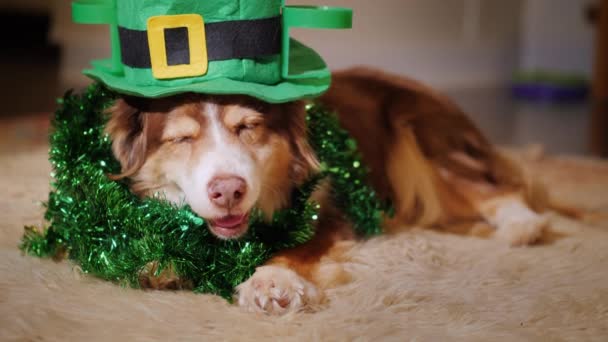 Cool σκυλί σε ένα πράσινο καπέλο. Γνωρίστε την ημέρα του Αγίου Πατρικίου — Αρχείο Βίντεο