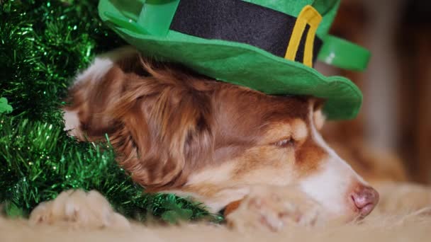Retrato de cão fresco em um chapéu verde. Conheça o dia de St. Patricks — Vídeo de Stock
