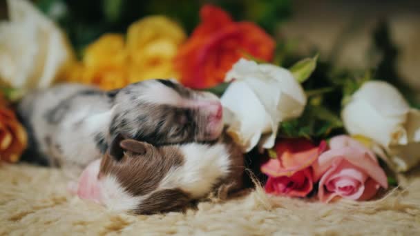 Due cuccioli appena nati si trovano vicino a un mazzo di fiori — Video Stock