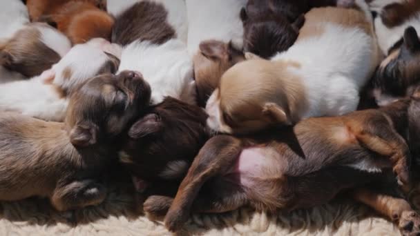 Vele prachtige pasgeboren puppies zijn in slaap, ineengedoken samen. Comfort en warmte concept — Stockvideo