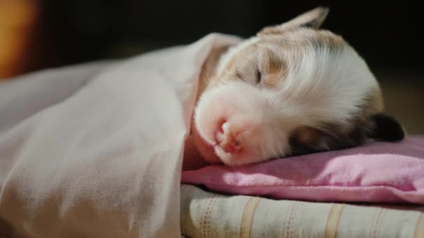 Belgili tanımlık köpek yavrusu tatlı onun beşiğinde uyuyor. Başından bir battaniye ile örtülü yastık üzerinde yatıyor. Konfor ve güzel bir rüya kavramı — Stok video