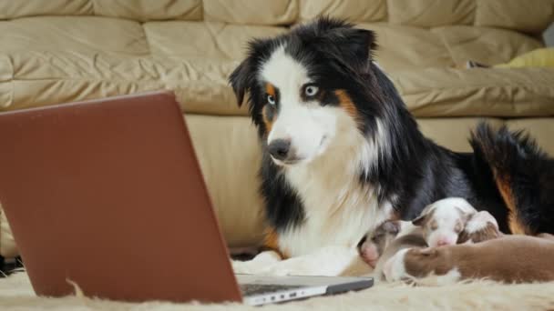 Az anya a sok gyermek - egy kutya néz egy video-ra egy laptop. Vicces videók-állatok és modulok — Stock videók