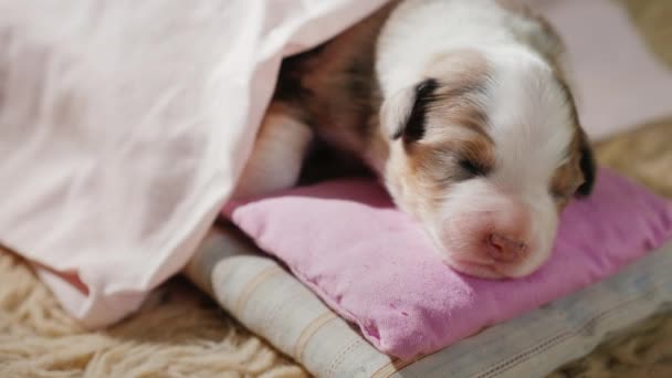 かわいい赤ちゃんの子犬は、彼のベッドで寝ています。甘い夢と快適さの概念 — ストック動画