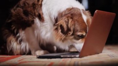 Köpek laptop klavye kokluyor. Arama kavramı