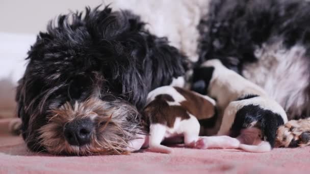 Hoofd van een hond, in de buurt van haar zijn twee pasgeboren puppies — Stockvideo