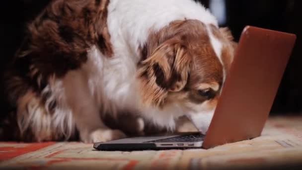 Собака нюхает клавиатуру ноутбука. Поиск концепции — стоковое видео