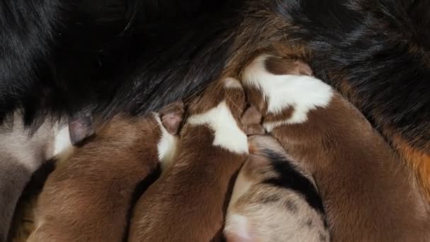 Cachorros Australian Shepherd comiendo leche de madres, empujándose mutuamente. La competencia y la lucha por la supervivencia — Vídeos de Stock