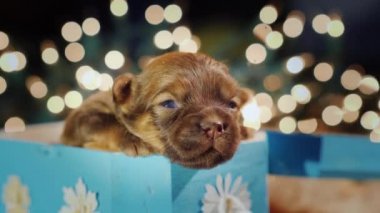 Sevimli köpek bir kutusunda bir arka plan bulanık bokeh Garland. Beklenmeyen hediye kavramı