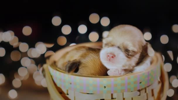 Komik köpek yavrusu bir sepet içinde uyuyor. Konfor ve ev sıcaklık kavramı — Stok video