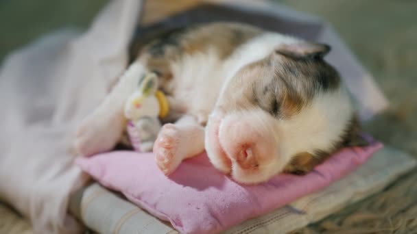 Bebé - el cachorro está durmiendo en su cama con su juguete favorito. Comodidad y calor en casa para todos los conceptos, buen sueño — Vídeo de stock