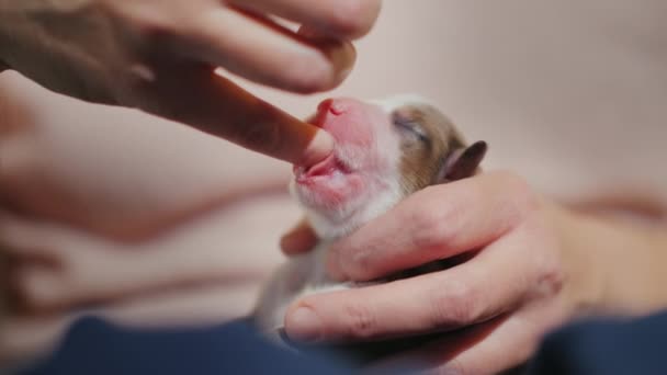 O cachorrinho recém-nascido chupa o dedo. Instintos congênitos do conceito — Vídeo de Stock