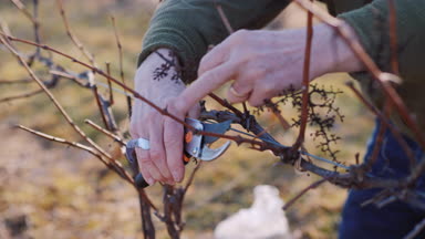 Budama üzüm sonlarında kışın veya erken bahar mevsimi, yakın çekim vurdu