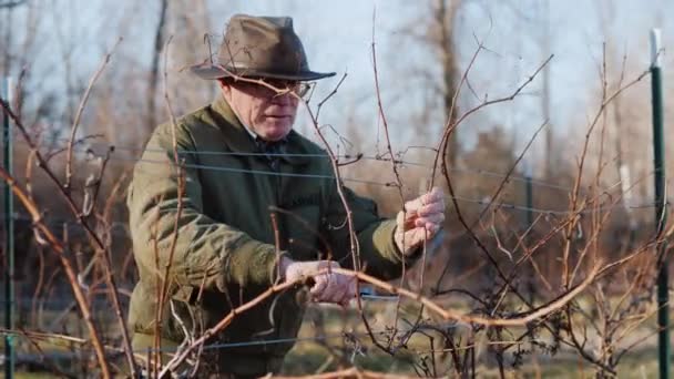 Чоловік Обрізка винограду в кінці зими або початку весняного сезону — стокове відео