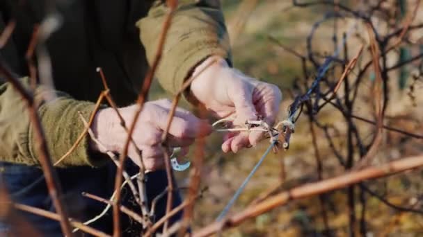 Przycinanie winogron w pod koniec zimy lub na początku wiosny sezonu, zbliżenie — Wideo stockowe