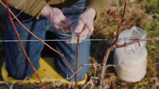 Обрізка винограду в кінці зими або початку весняного сезону, крупним планом — стокове відео