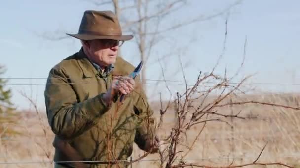 Landwirt beschneidet Trauben im späten Winter oder frühen Frühling — Stockvideo