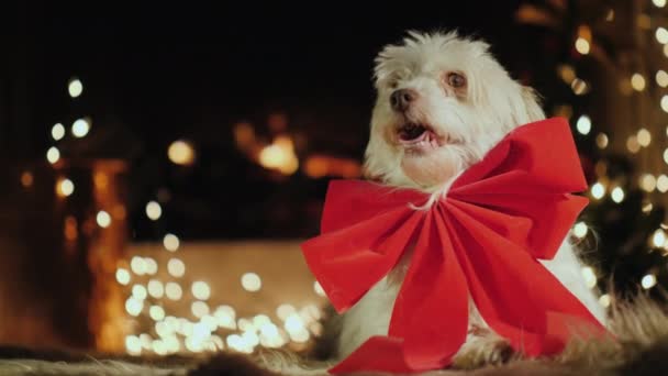 Perro blanco con un lazo rojo inteligente. Sobre el fondo de la chimenea y guirnaldas — Vídeo de stock