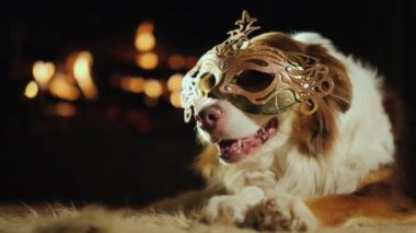 Bir karnaval maskesi bir köpek. Şöminenin dinleniyor.