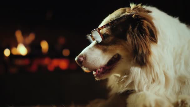 Бабушка-собака с очками, лежащими у камина — стоковое видео