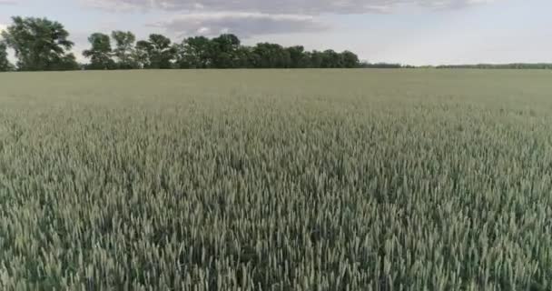 Survolez le champ de blé vert dans un cadre rural pittoresque — Video