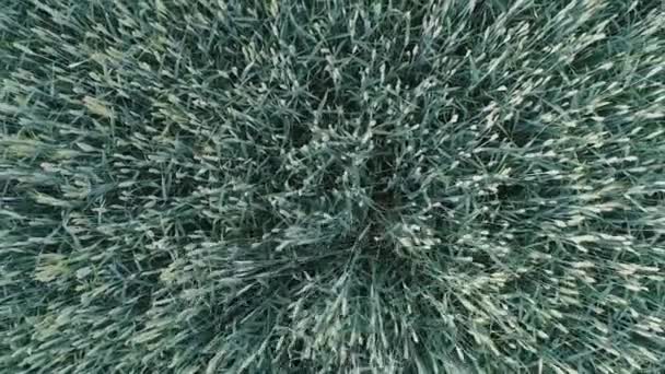 Volare rapidamente sopra l'infinito campo di grano verde — Video Stock