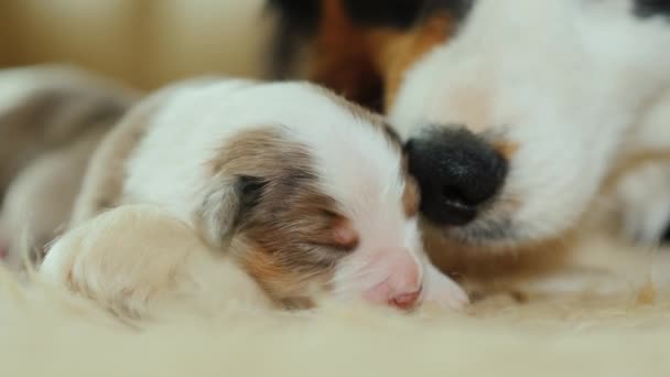 Μαμά - ένα σκυλί με ένα νεογέννητο κουτάβι. Απαλή φροντίδα για τους απογόνους. Σούπερ γκρο πλαν βίντεο — Αρχείο Βίντεο
