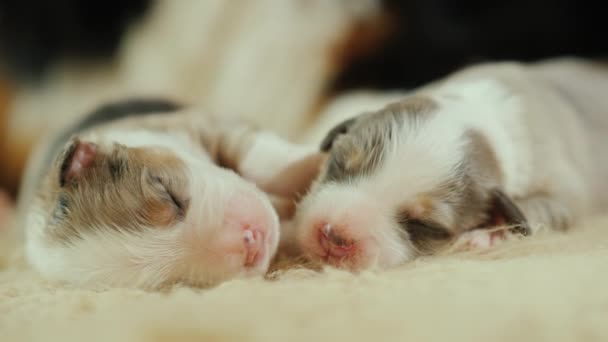 Twee van een pasgeboren schattige puppy. Slaapt op zijn moeders grote poot — Stockvideo
