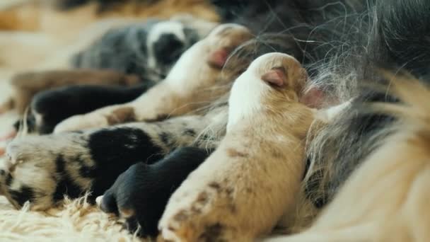 Vele kleine pasgeboren pups eten moeders melk. Close-up shot — Stockvideo