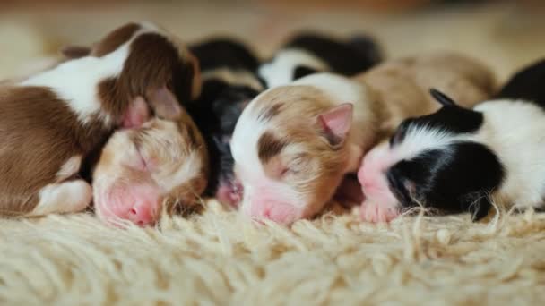 Varios cachorros recién nacidos duermen en una alfombra suave y cómoda — Vídeo de stock